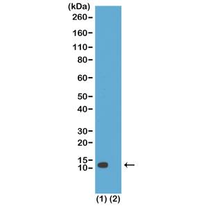 Histone H4 [ac Lys20] Antibody (RM205) - Azide and BSA Free