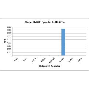 Histone H4 [ac Lys20] Antibody (RM205) - Azide and BSA Free