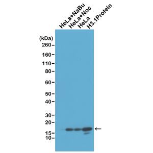 Histone H3 [Unmodified Lys4] Antibody (RM186) - Azide and BSA Free