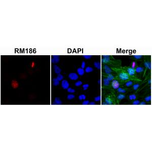 Histone H3 [Unmodified Lys4] Antibody (RM186) - Azide and BSA Free