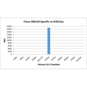 Histone H3 [ac Lys23] Antibody (RM169) - Azide and BSA Free