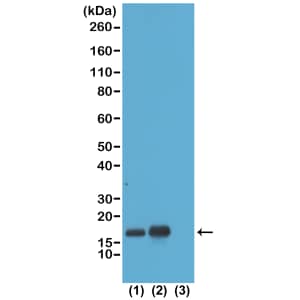 Histone H3 [ac Lys23] Antibody (RM169) - Azide and BSA Free