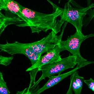 Histone H3 [ac Lys23] Antibody (RM169) - Azide and BSA Free