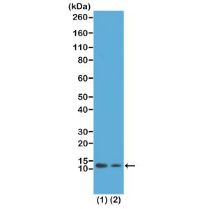 Histone H4 [ac Lys12] Antibody (RM202) - Azide and BSA Free