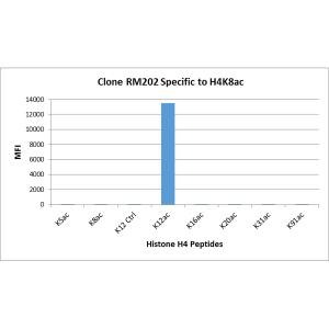 Histone H4 [ac Lys12] Antibody (RM202) - Azide and BSA Free