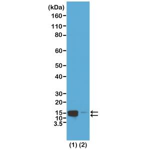 Histone H2AE [p Ser1] Antibody (RM216) - Azide and BSA Free