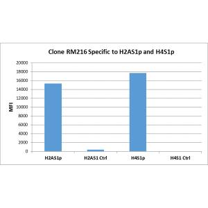 Histone H2AE [p Ser1] Antibody (RM216) - Azide and BSA Free