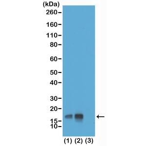Histone H3 [p Thr3] Antibody (RM159) - Azide and BSA Free