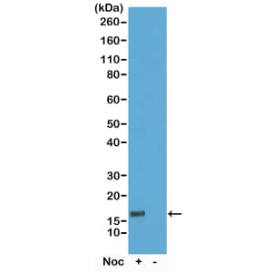 Histone H3 [p Thr6] Antibody (RM160) - Azide and BSA Free