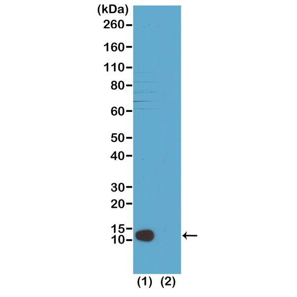 Histone H4 [Trimethyl Lys20] Antibody (RM208) - Azide and BSA Free