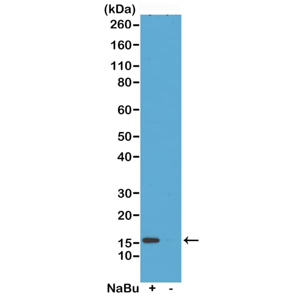 Histone H2A.Z [ac Lys4] Antibody (RM221) - Azide and BSA Free