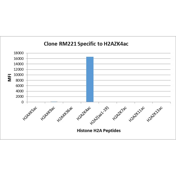 Histone H2A.Z [ac Lys4] Antibody (RM221) - Azide and BSA Free