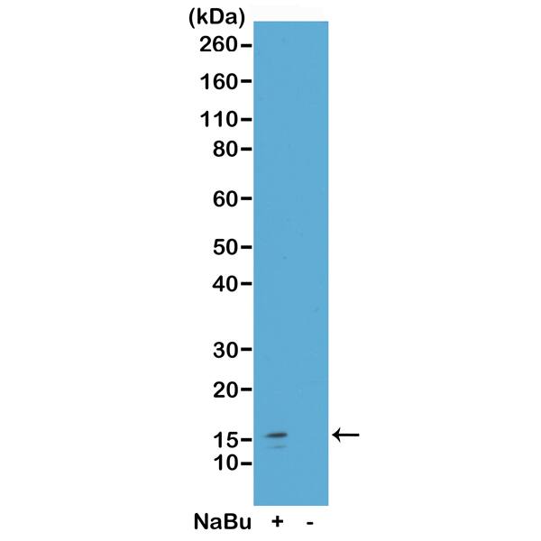 Histone H2A.Z [ac Lys7] Antibody (RM222) - Azide and BSA Free