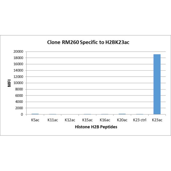 Histone H2B type 1B [ac Lys23] Antibody (RM260) - Azide and BSA Free