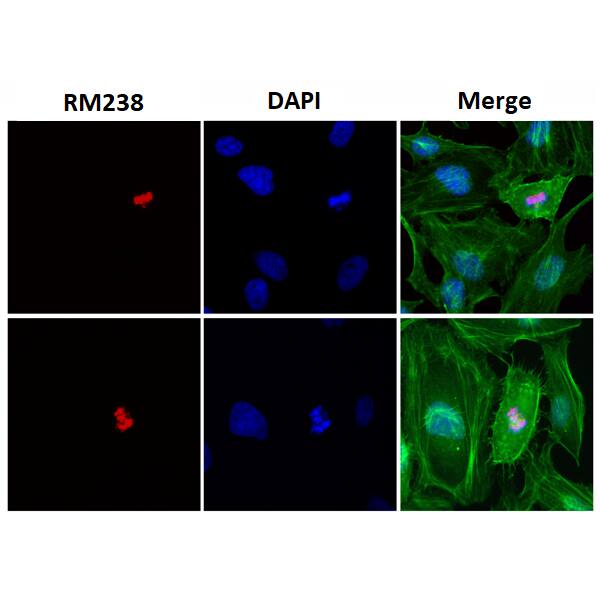 Histone H2B type 1B [p Ser14] Antibody (RM238) - Azide and BSA Free