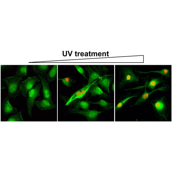 Histone H2AX [p Ser139] Antibody (RM224) - Azide and BSA Free