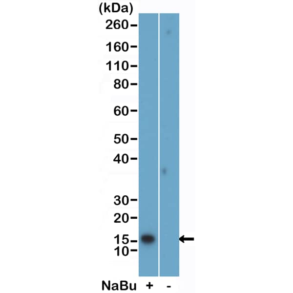 Histone H2B [ac Lys5] Antibody (RM455) - Azide and BSA Free