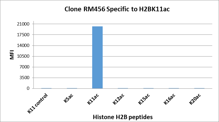 Histone H2B [ac Lys11] Antibody (RM456) - Azide and BSA Free