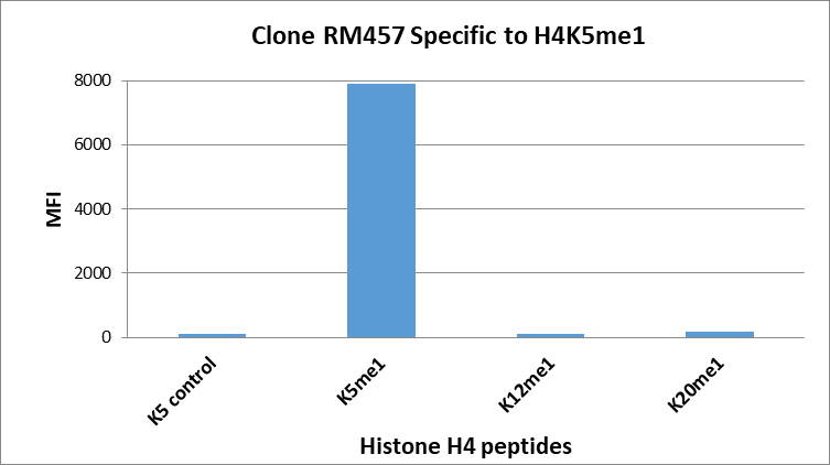 Histone H4 [Monomethyl Lys5] Antibody (RM457) - Azide and BSA Free