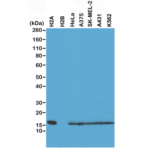 Histone H2AE Antibody (RM225) - Azide and BSA Free