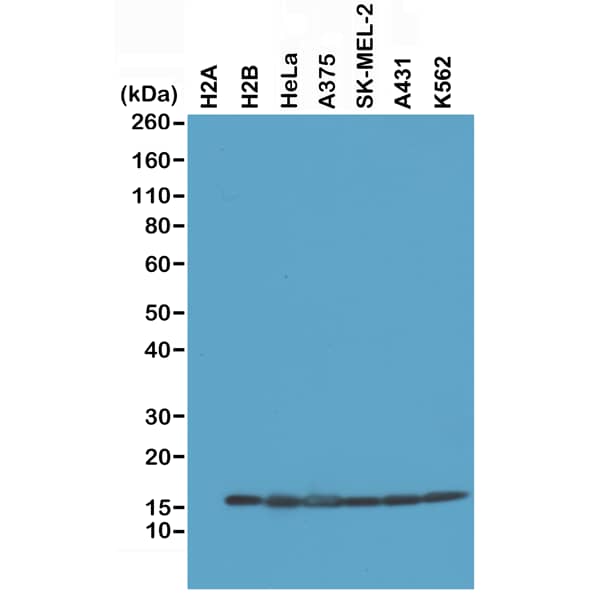 Histone H2B Antibody (RM230) - Azide and BSA Free