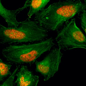 Histone H2AX Antibody (RM214) - Azide and BSA Free