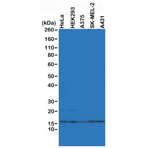 Histone H2A.Z Antibody (RM215) - Azide and BSA Free