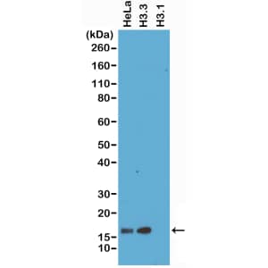 Histone H3.3 Antibody (RM190) - Azide and BSA Free