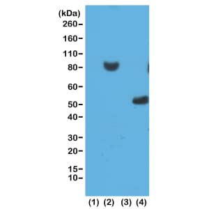 His Tag Antibody (RM146) - Azide and BSA Free