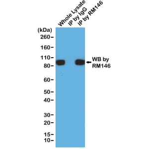 His Tag Antibody (RM146) - Azide and BSA Free
