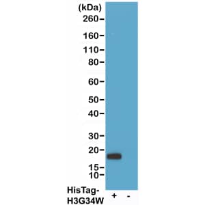 His Tag Antibody (RMH01) - Chimeric - Azide and BSA Free