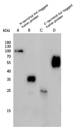 Avi Epitope Tag Antibody - Azide and BSA Free