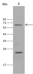 Cardiac Leiomodin Antibody - Azide and BSA Free