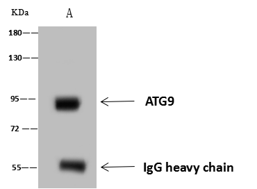 ATG9A Antibody - Azide and BSA Free