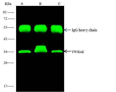 14-3-3 epsilon Antibody (02) - Azide and BSA Free