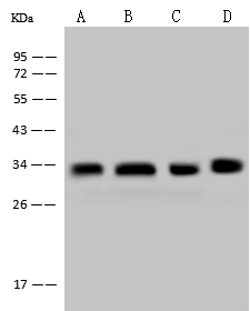 14-3-3 epsilon Antibody (02) - Azide and BSA Free