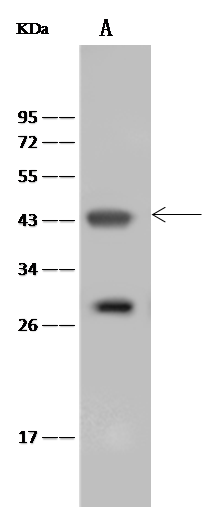 SOX7 Antibody - Azide and BSA Free