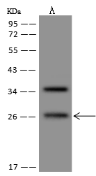 FAM219B Antibody - Azide and BSA Free