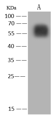 Monkeypox Virus B21R Antibody - Azide and BSA Free