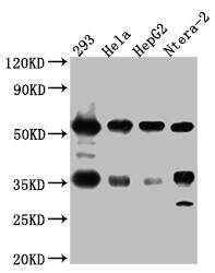 NONO Antibody (8C11)