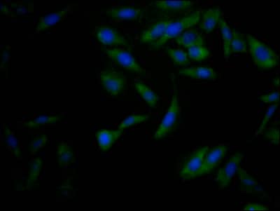 Nrf2 Antibody (2D12)