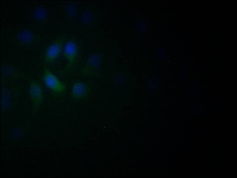 NeuroD1 Antibody (5D2)