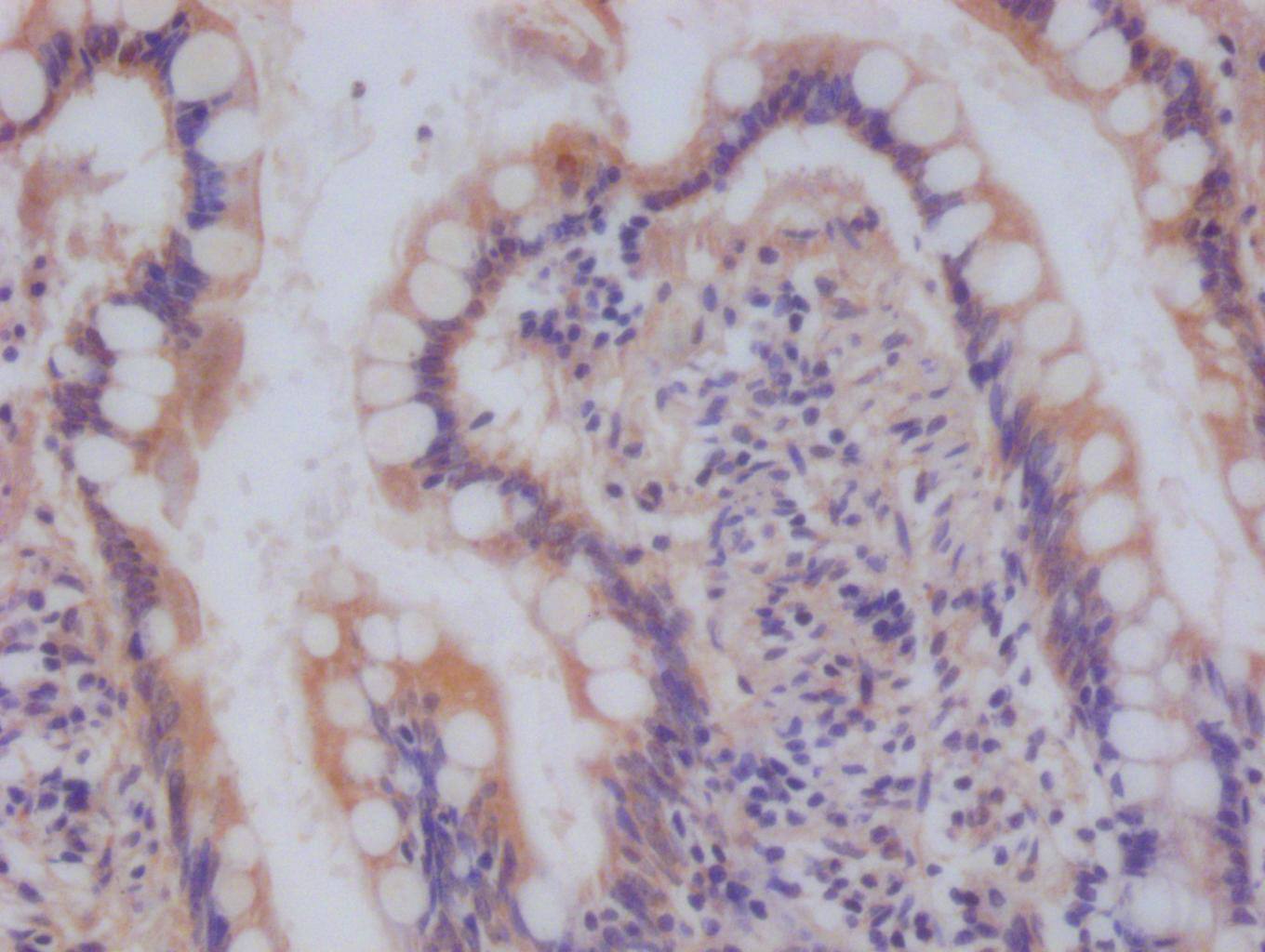 Ndufs4 Antibody (9H1)