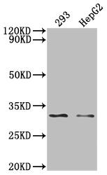NDUFS3 Antibody (1H12)