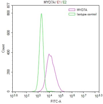 Myosin VIIa Antibody (31A12)