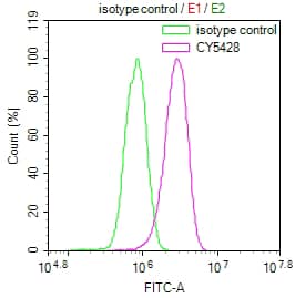 Myosin light chain kinase Antibody (28C5)