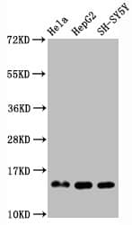 Histone H3.1 [Monomethyl Arg2] Antibody (4G5)