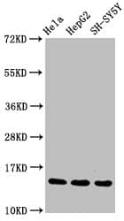 Histone H3.1 [Monomethyl Arg17] Antibody (3E10)