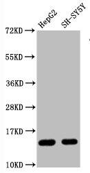 Histone H3.1 [Monomethyl Arg128] Antibody (4G12)