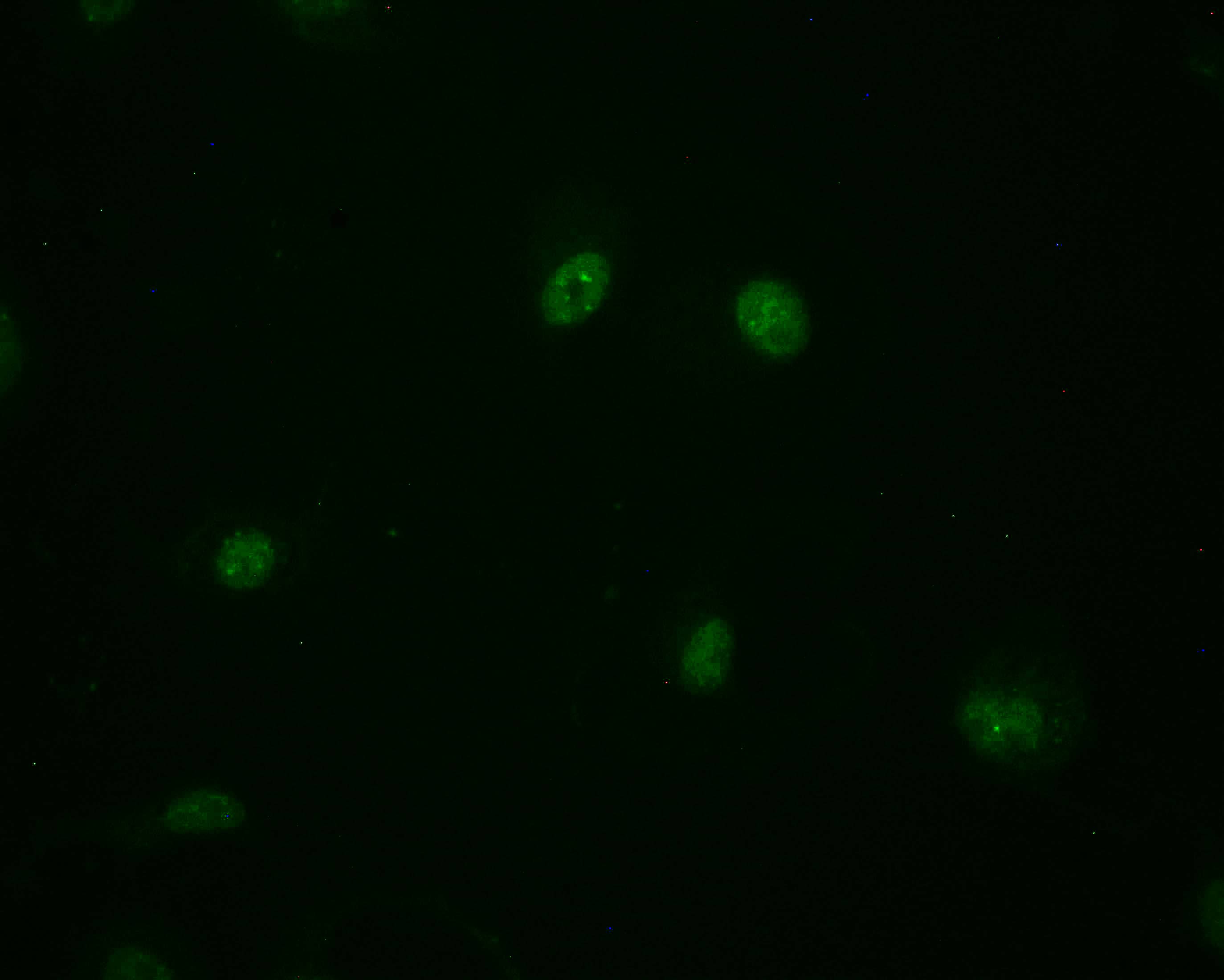 MBD1 Antibody (10B10)